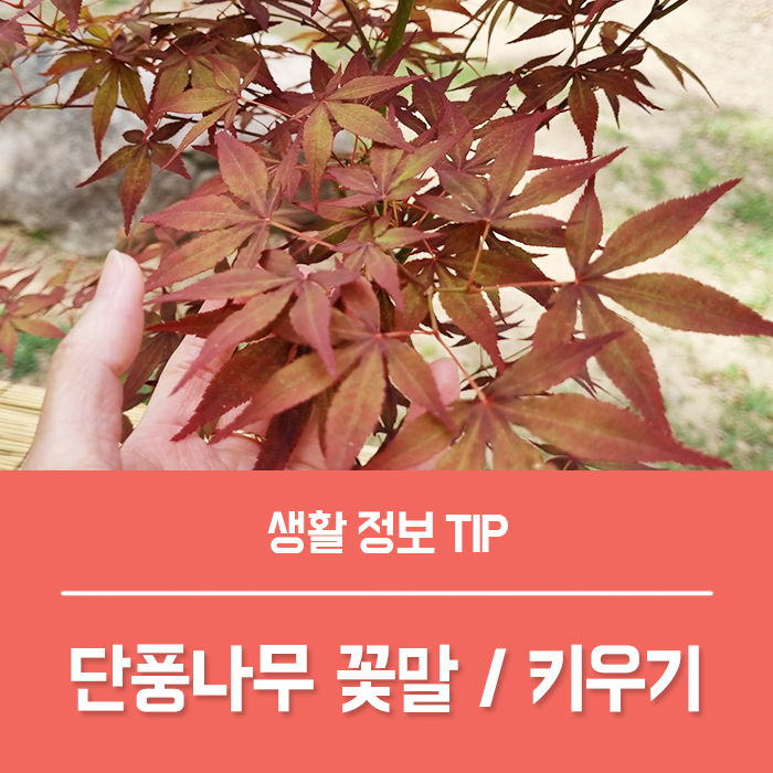  홍단풍나무 공작단풍나무 차이, 단풍나무 분재 씨앗 키우기