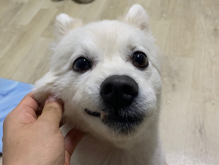  스피츠 두부와 두부형의 케미