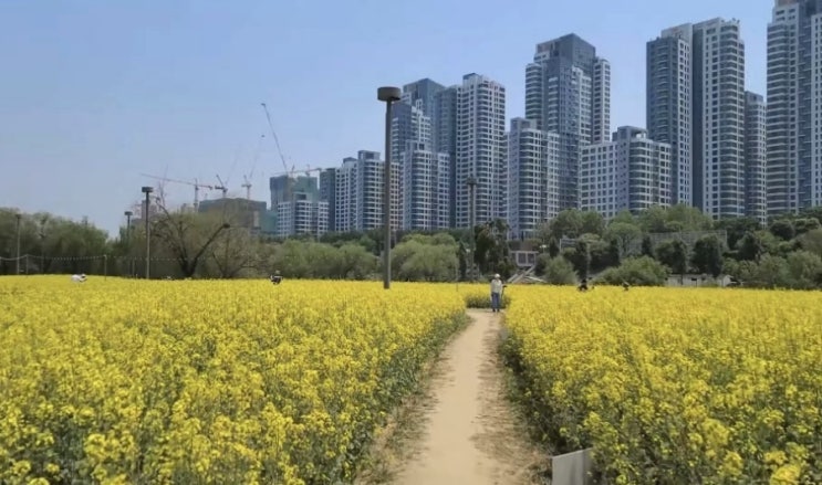 5월 서울 한강공원 유채꽃이 있는 주말 봄나들이 명소는?