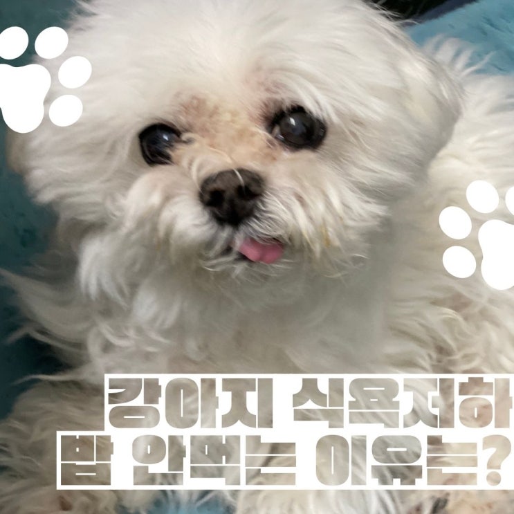  강아지 식욕저하로 밥 안 먹을 때, 그 이유는 뭘까?