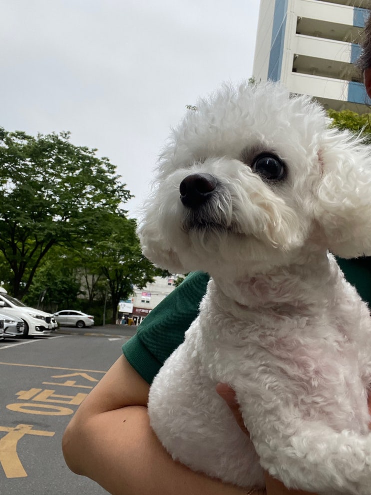  강아지 인대 손상