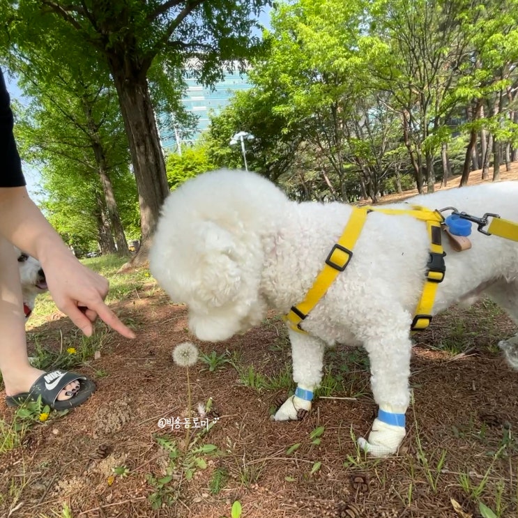  강아지 미세먼지 많은날 산책해도 될까?