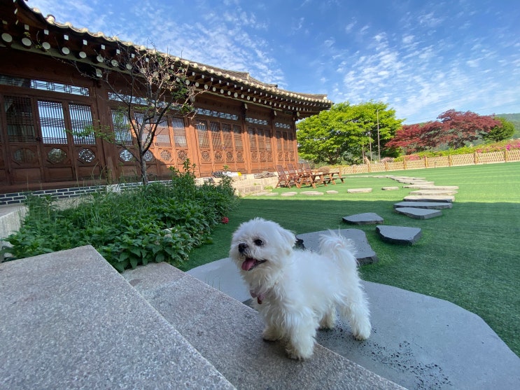  강원도 홍천에  애견동반 펜션 '사랑독채 잠빌' 다녀왔어요!