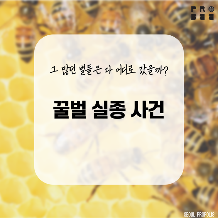  [세계 벌의 날] 벌 실종 사건과 관련하여