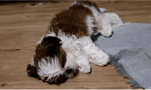  강아지 성장기간과 나이별 단계 특징