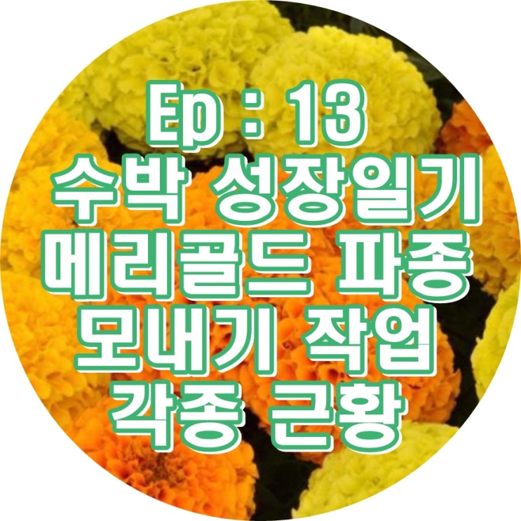  Ep13 : 수박 성장일기, 메리골드 파종, 모내기 작업, 각종 근황