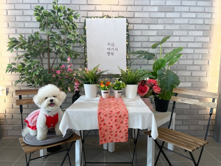  다양한 강아지 이름 추천 (음식, 색깔, 계절, 순우리말, 촌스러운 등 예쁘고 특색 있게 지어봐요)