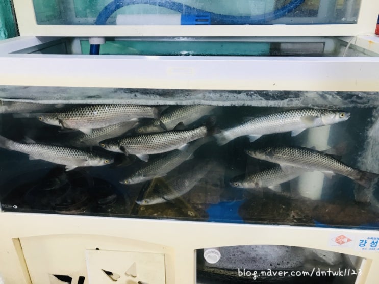  경남고성 대진수산, 싱싱한 회뜨는 집 (엄빠돈 엄빠산)