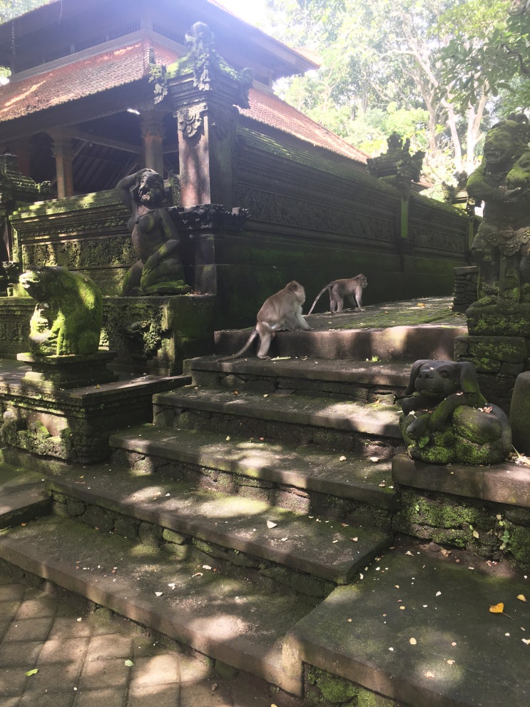 [발리 여행] 우붓, 몽키 포레스트에서 원숭이들과 함께 사진을! 가이드라인은 꼭 확인해 주세요! 원숭이 숲 Monkey Forest, Ubud