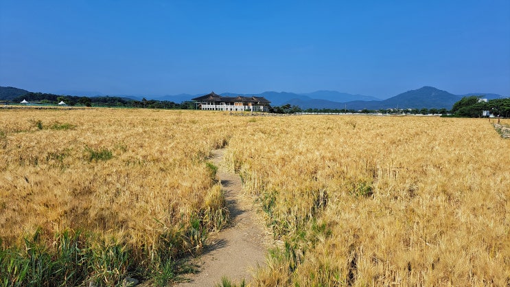  분황사 청보리밭은 황금보리밭으로 변신