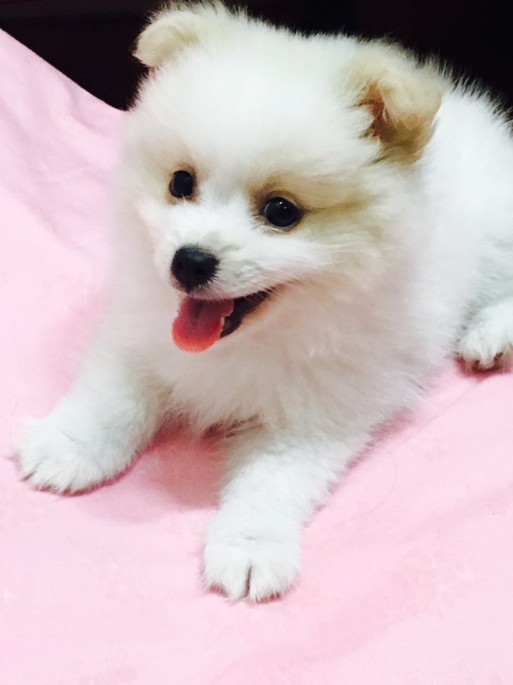  새끼 강아지 배변훈련 어떻게 해야 좋을까요? 배변훈련 방법 알아보기