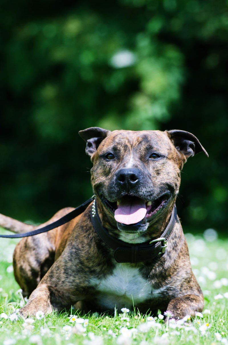 핏불테리어 외, 맹견 입마개 꼭 해야하는 견종은?! : 네이버 블로그, image size:800x1208