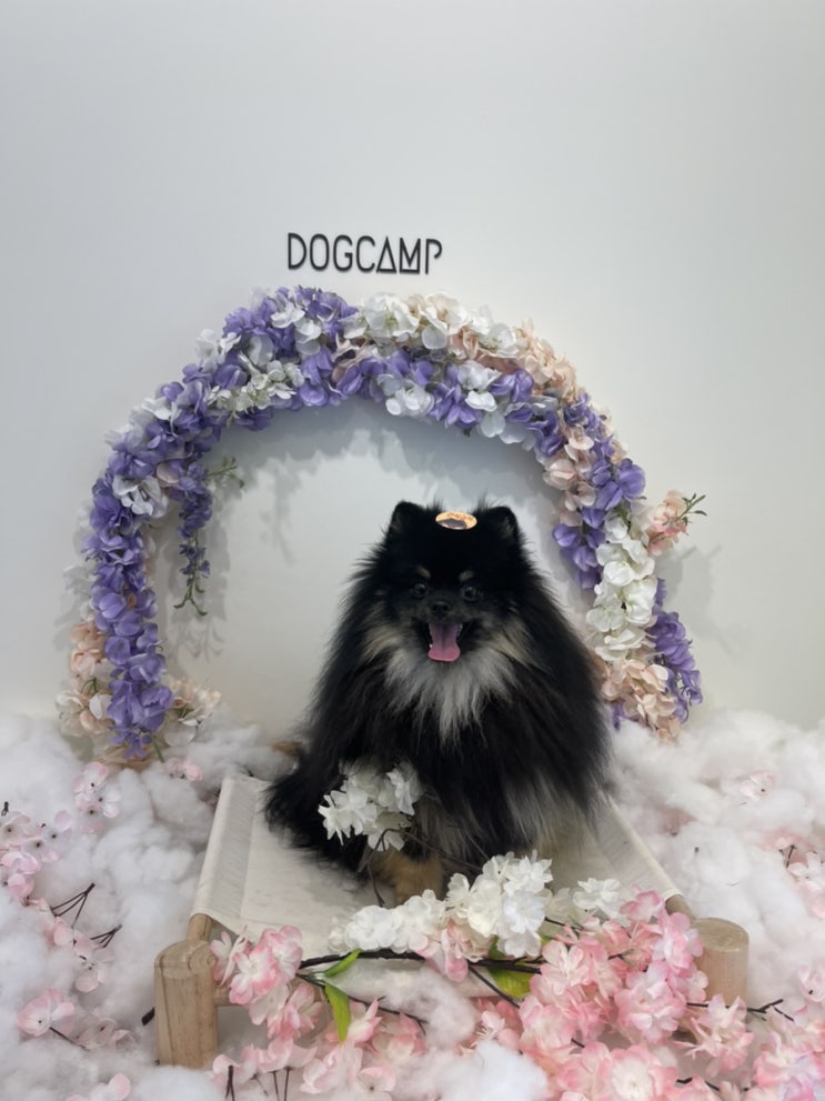  [dogcamp] 김포애견카페 /고촌애견카페 / 도그캠프 공항점 / 애견운동장