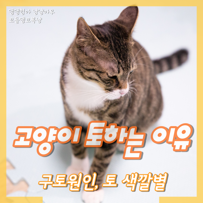  고양이 토하는 이유, 구토 원인은 무엇일까?