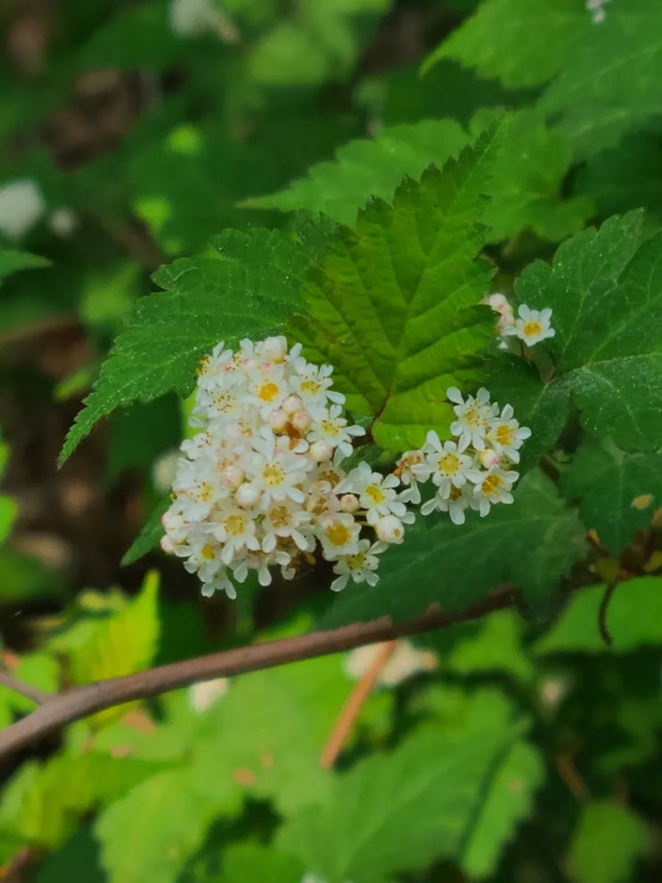  김제 원평 금평저수지 산책로에서 만난 야생화(국수나무, 개옻나무)