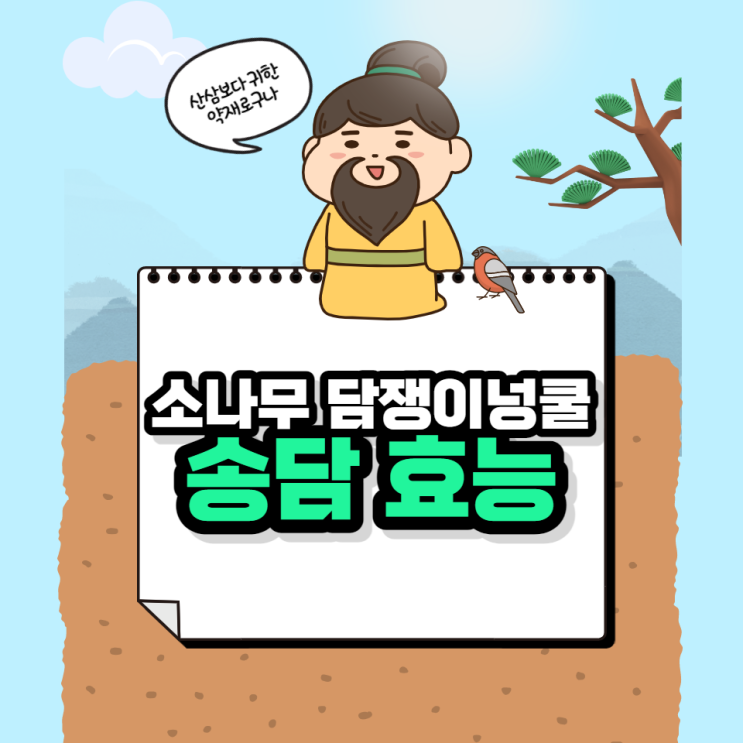 송담 효능 소나무 담쟁이넝쿨 송담주 송담차 먹는법 송담 효능 소나무 담쟁이넝쿨 송담주 송담차 먹는법