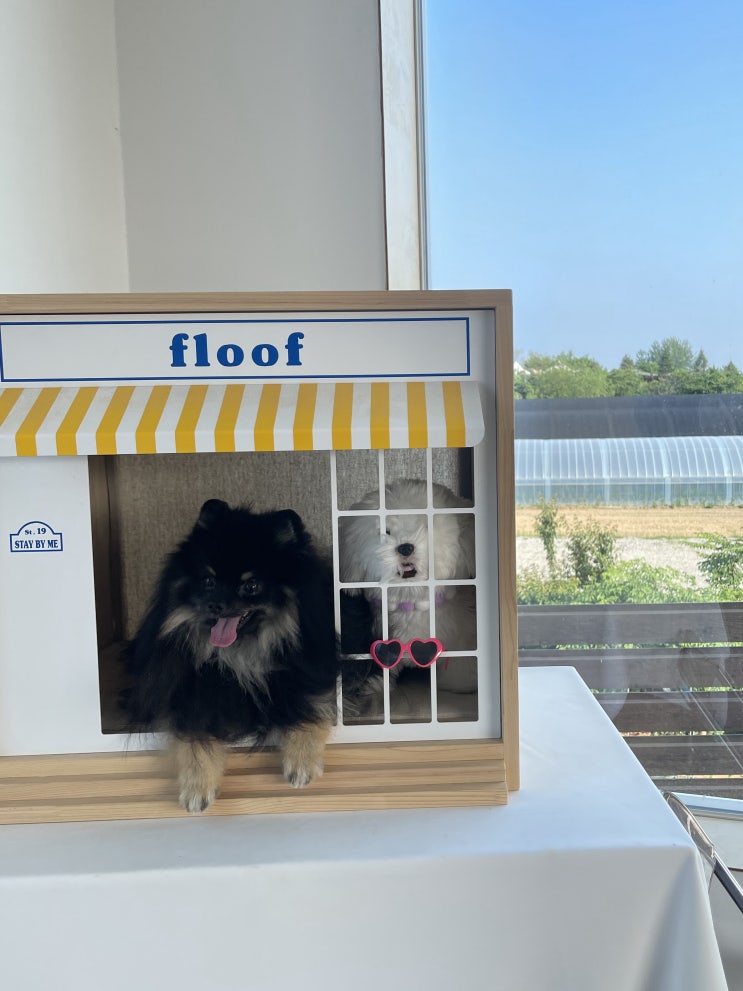  [floof]  파주운정 / 파주애견카페 / 플루프/ 애견운동장 /애견카페추천