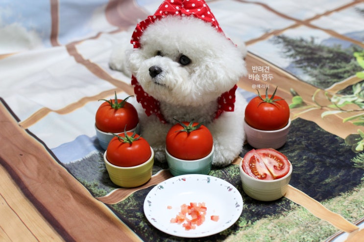  강아지 토마토 먹어도 될까? 방울토마토, 스테비아 토마토 급여시 주의사항 알아봐요!