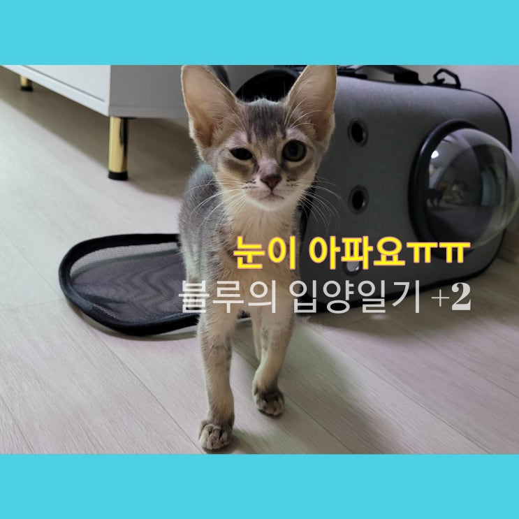  새끼고양이가 자꾸 눈 한쪽을 감을때?