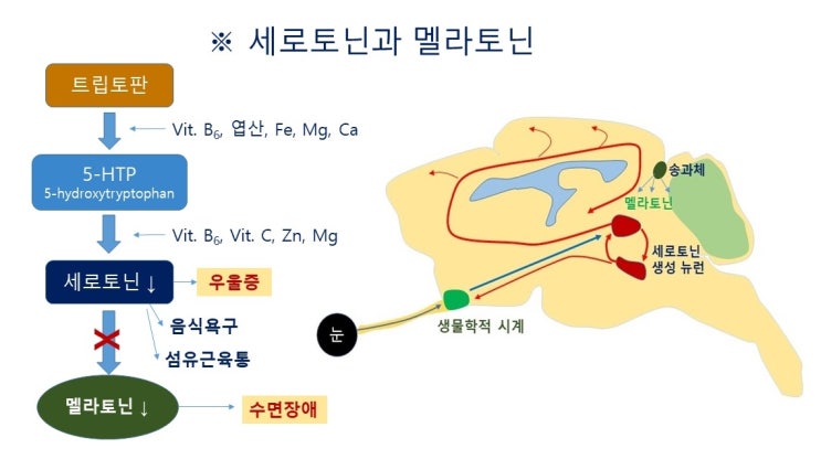  수면부족과 비만, 세로토닌(serotonin)과 멜라토닌(melatonin), 성장호르몬(growth hormone), 렘수면과 논렘수면