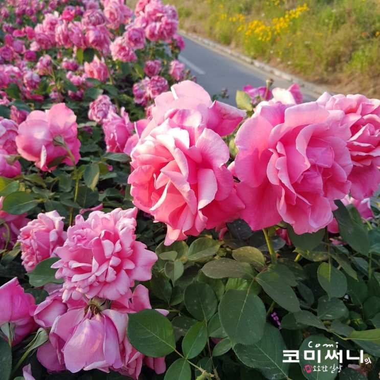 [서울 가볼 만한 곳] 서울 장미축제 중랑천 장미축제 마지막 날 :서울 중랑 장미공원