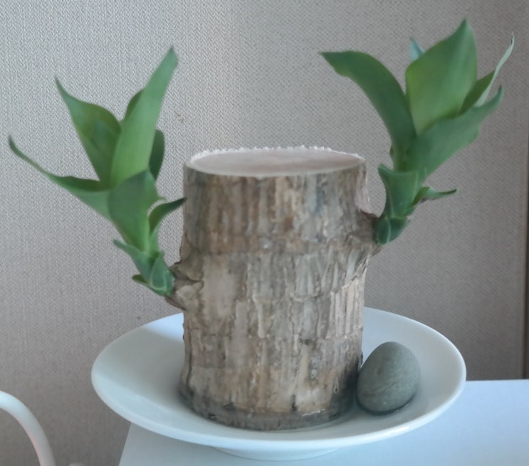  5/18 ~ 5/20일 행운목 일기