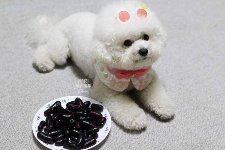  강아지 포도 절대 먹으면 안돼요 (블랙 사파이어 포도, 청포도, 샤인 머스캣 모두 절대 안돼)