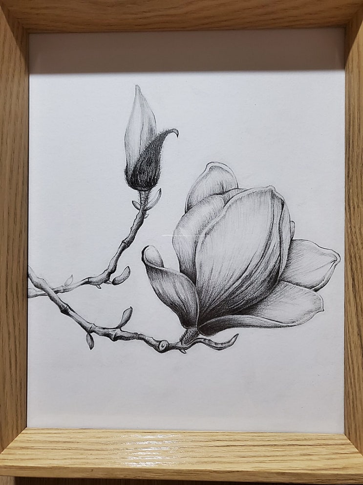  목련꽃