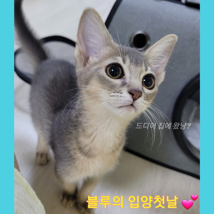  아기고양이 아비시니안 블루 입양첫날!!