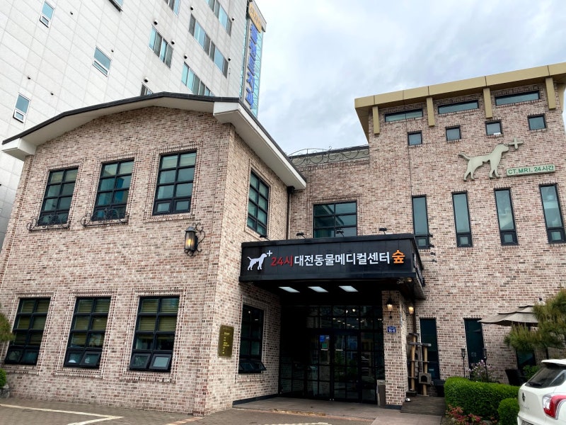 강아지가 뇌졸중에 걸렸을 때 어떻게 하시나요