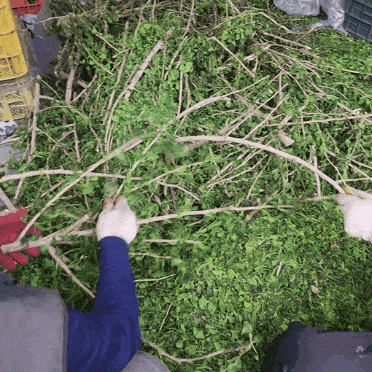 유기농 배 은행나뭇 잎 - 천연벌레퇴치제