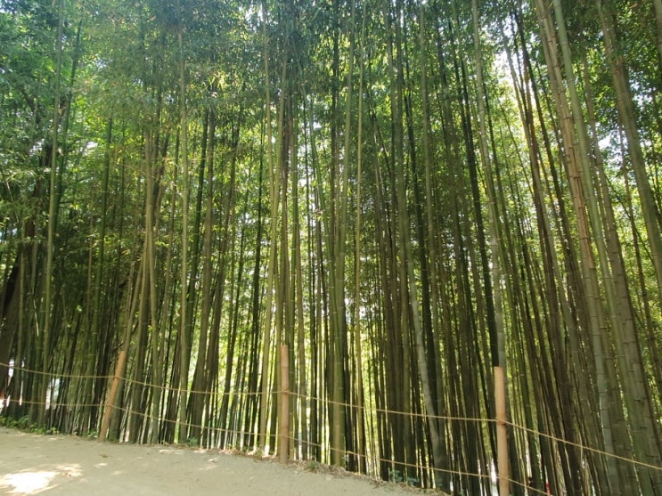 담양 가볼만한 곳 : 대나무 박물관 담양 농협 로컬푸드 죽녹원 남도예담