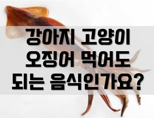  강아지 고양이 오징어 먹어도 되는 음식인가요?