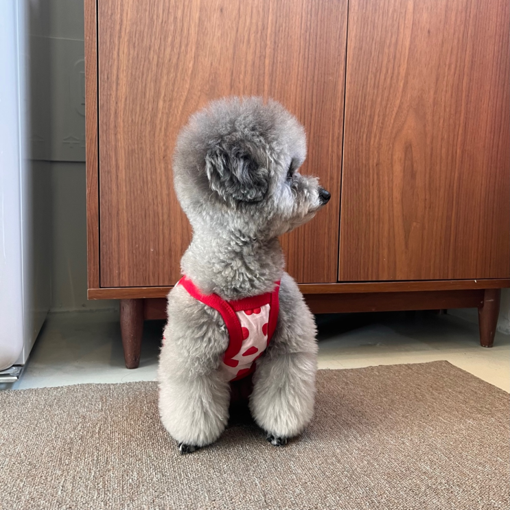  강아지 마킹, 영역 표시하는 원인과 대처하는 방법 :)