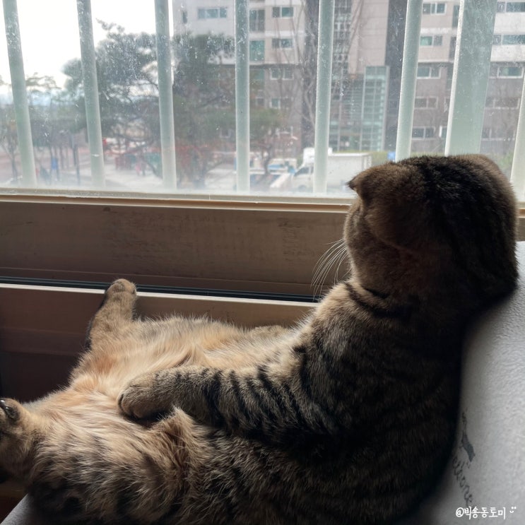  고양이 방귀냄새와 원인