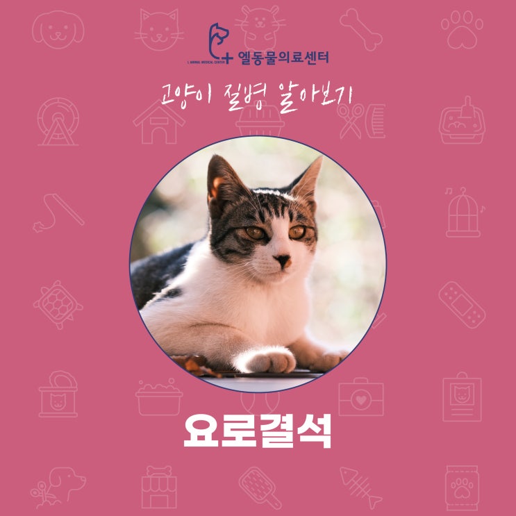  [서면 고양이 요로결석] 부산 동물병원 엘동물의료센터
