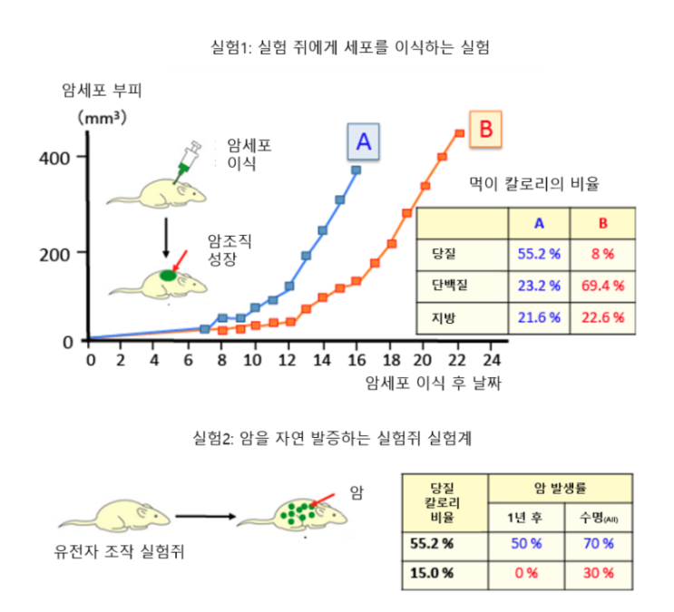 당질억제만으로도 암억제 효과가 있다 (1)