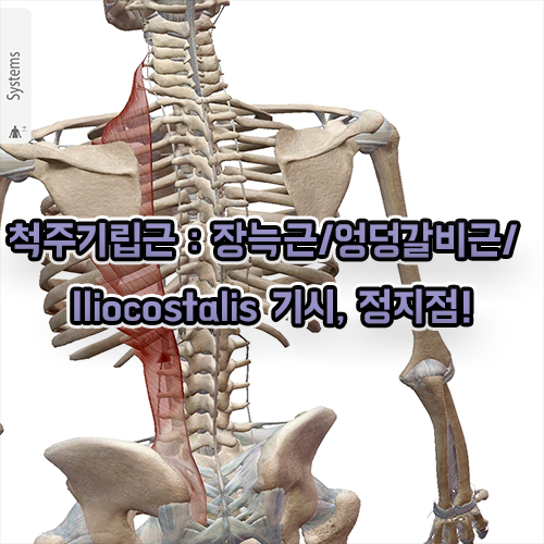 척주기립근 : 장늑근/엉덩갈비근/Iliocostalis (경장늑근, 흉장늑근, 요장늑근)