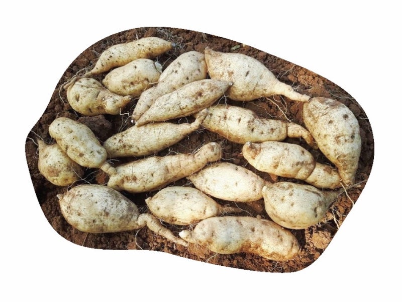 [인천 옹진 농산물 - 백령도 백색 고구마]