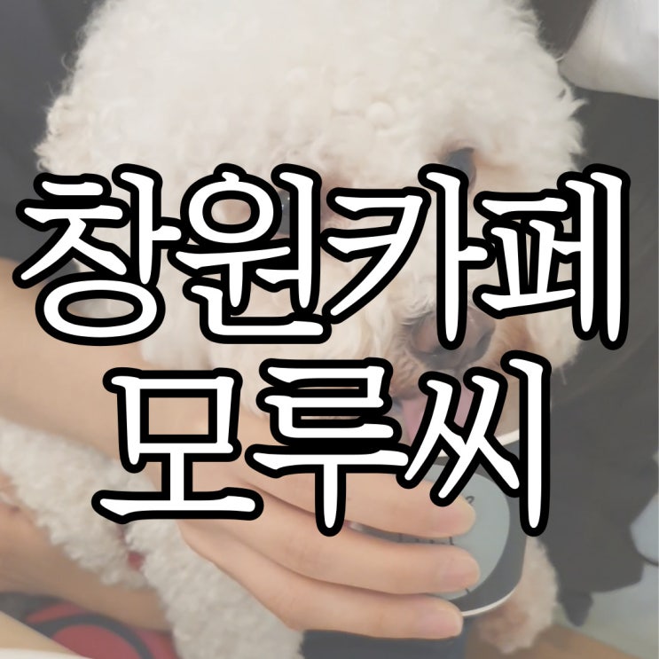  가로수길카페 반려동물과 함께 방문할 수 있는 카페 모루씨 경단이랑 다녀온 후기