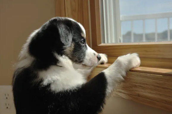  반려견의 두려움 극복에 돕는               견주의 행동 4가지
