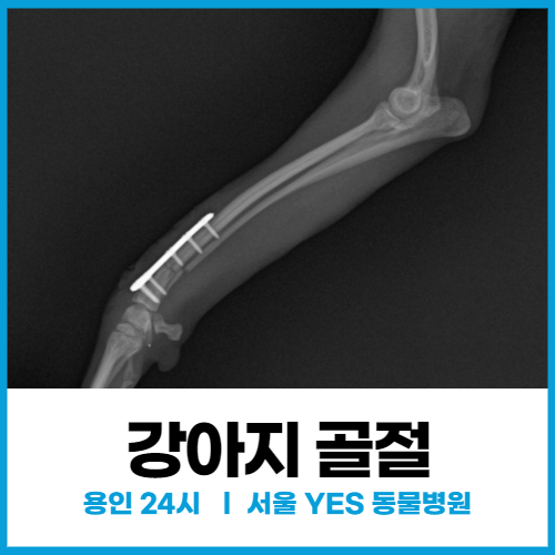  [정형 외과] 강아지 골절 수술( 용인 분당 동탄 24시 동물병원 )