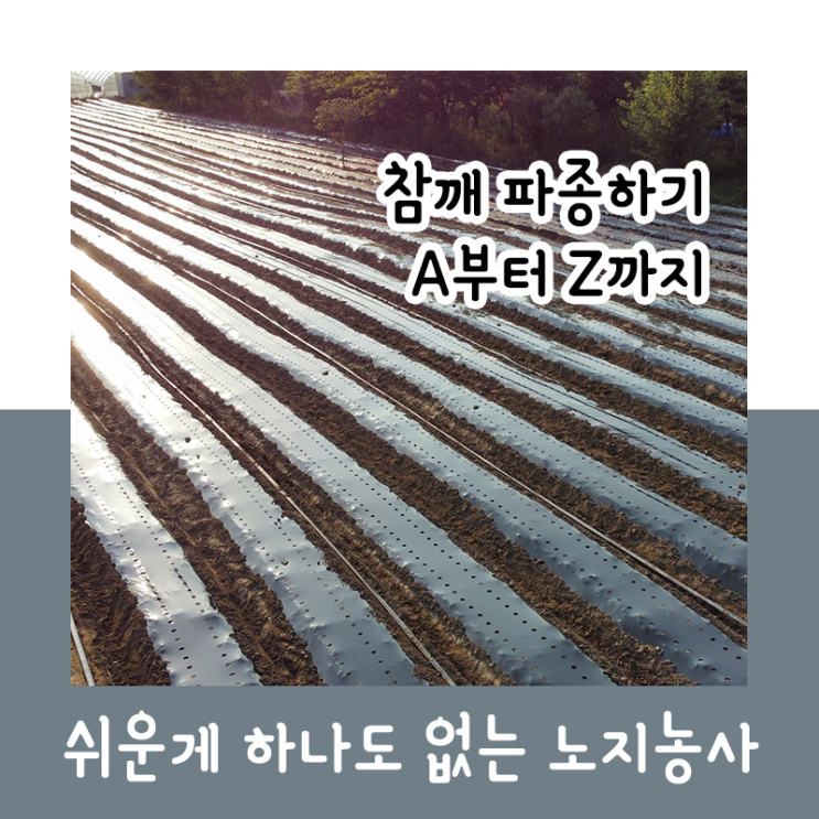  참깨 파종하기! A부터 Z까지