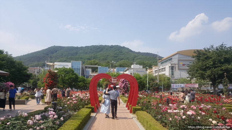 5월엔 장미 이곡 장미공원 방문