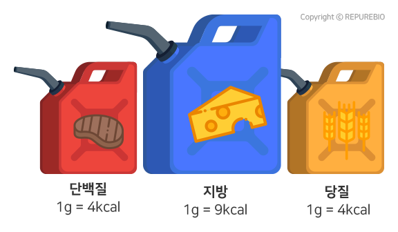  당질이 몸에 미치는 영향
