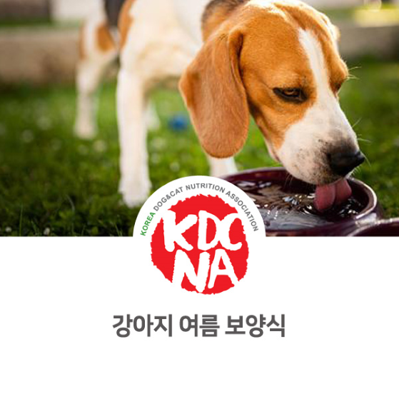 강아지를 위한 여름 보양식에 대해서 [한국반려동물영양협회/성다훈/반려동물자연식관리사/펫푸드자격증/강아지간식/고양이간식/전주/천안/울산/포항/대구_1011]