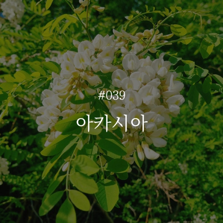  낭만 챌린지 039 :: 아카시아