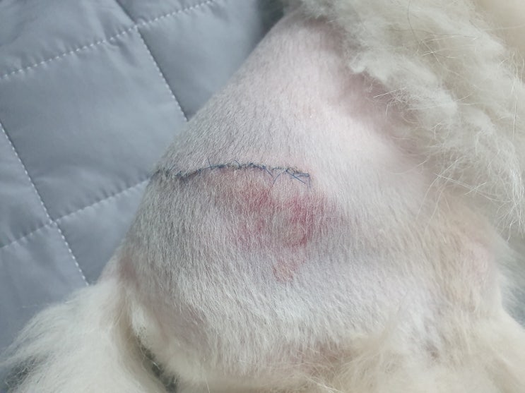 강아지 대퇴골두 절단 제거 수술 이야기(3년 경과), 입원비용, 회복기간, 재활치료 방법