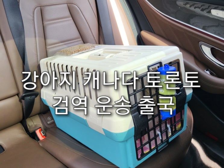  강아지 캐나다 토론토 검역 운송 출국