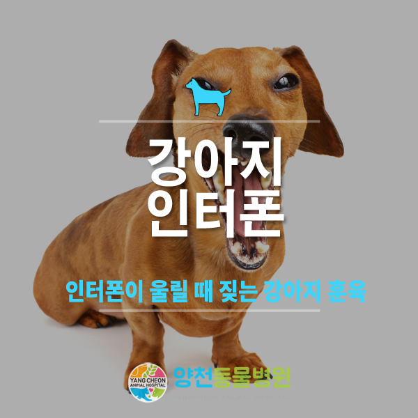 우리 아기가 내 개가 짖는 소리를 들을 수 있나요